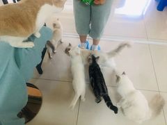 -鼓捣猫呢主题猫咖店