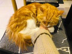 -平行世界·猫咖(首经贸店)
