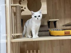 -PETKIT 小佩宠物·低压洗护·美容·寄养(安远店)