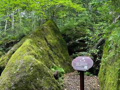-汤旺河林海奇石景区