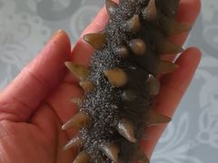 -晓芹海参(望京西园店)