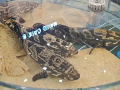 -A8小馆·海鲜烧烤(樱珠苑小区店)