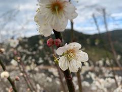 -广州市流溪河国家森林公园