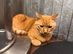 -肥仔文澳门猪骨煲(南京西路店)