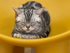 -有喵·猫咖·狗咖·30几只猫10只小狗(岗厦店)