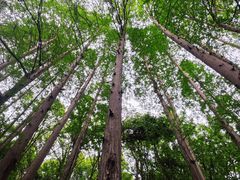 -杭州西湖风景名胜区-满觉陇四眼井