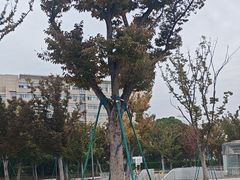 -范蠡湖公园