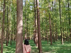 -东平国家森林公园