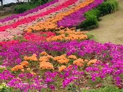 -东莞植物园