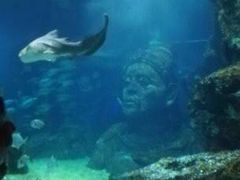 -暹罗海洋世界