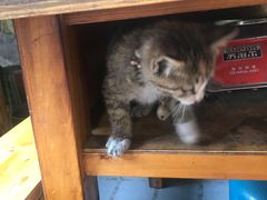 -金鼎雪山牦牛杂火锅(理县总店)