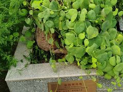 -广州神农草堂中医药博物馆
