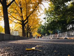 -三里屯东五街银杏大道