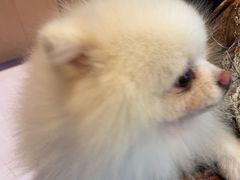 -帕帕拉兹宠物(亚洲旗舰店)