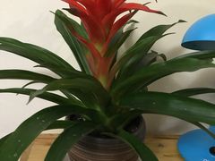 -龙大花卉苗木市场