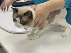 -中农国际动物医院24小时·猫科·骨科·急重症中心