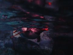 -暹罗海洋世界