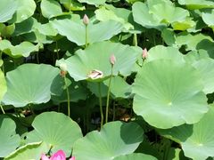 -羊亭河湿地公园