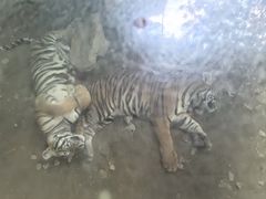 -栾川竹海野生动物园