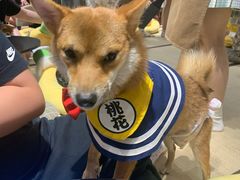 -逗柴咖啡屋·狗咖猫咖宠物桌游