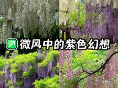 -嘉定紫藤园