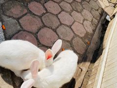 -沈阳森林动物园