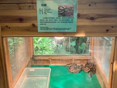 -上海大自然野生昆虫馆(东方明珠·爬宠昆虫探索中心)