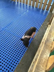 -萌宠亲子动物乐园(槐房万达店)