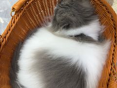-爱洗澡的猫(天河路店)