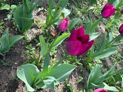 -长春公园(普阳街道)