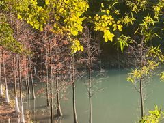 -广州白江湖森林公园