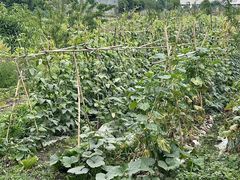 -凤来栖·净庭院·火锅(欧尚店)