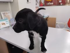 -东日国际动物医院·CT·心脏专科(桃源分院)