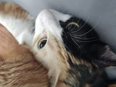 -创凡宠物医院·骨专科  猫科中心(西乡分院)