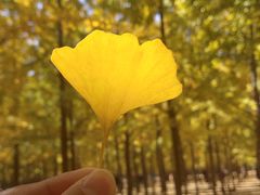 -汉景帝阳陵博物院
