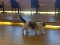 -猫腻·猫咖·撸猫馆(星光大道店)