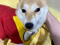 -逗柴咖啡屋·狗咖猫咖宠物桌游