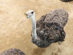 -西霞口神雕山野生动物世界