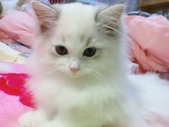 -Bastet sally猫舍购宠(静安店)