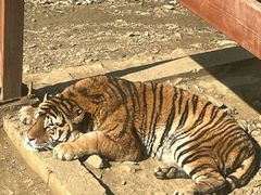 -栾川竹海野生动物园