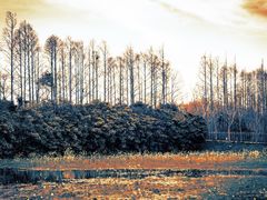 -上海长兴岛郊野公园