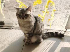 -平行世界·猫咖(首经贸店)