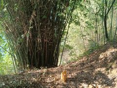 -芙蓉镇景区