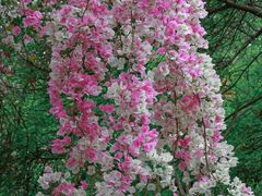 -深圳国际园林花卉博览园