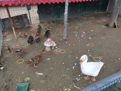 -上美四季动物农场