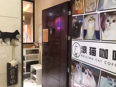 -滚猫咖啡·猫咖·猫友好撸猫(未来城店)