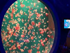 -海合安青岛极地海洋公园