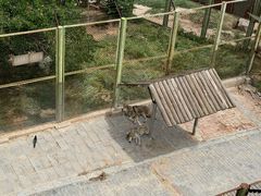 -青藏高原野生动物园