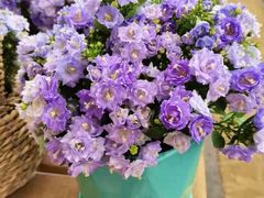 -三圣花乡旅游区