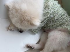 -怪兽屋·羊驼·猫咖·狗咖(俊华广场店)